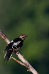 Strakapoud velký ( Dendrocopus major )