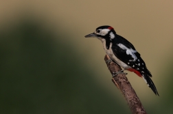 Strakapoud velký ( Dendrocopus major )