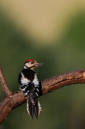 Strakapoud velký ( Dendrocopus major )