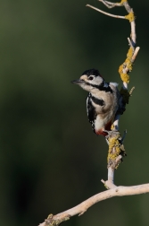 Strakapoud velký ( Dendrocopus major )