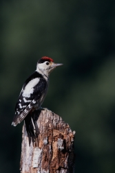 Strakapoud velký ( Dendrocopus major )