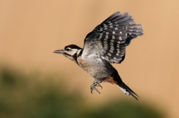 Strakapoud velký ( Dendrocopus major )