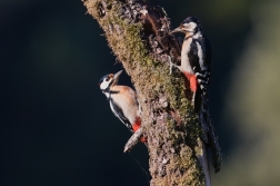 Strakapoud velký  ( Dendrocopus major )