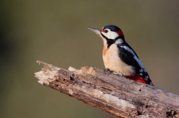 Strakapoud velký  ( Dendrocopus major )