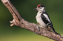 Strakapoud velký  ( Dendrocopus major )