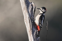Strakapoud velký  ( Dendrocopus major )