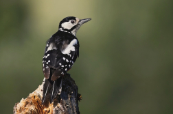 Strakapoud velký  ( Dendrocopus major )
