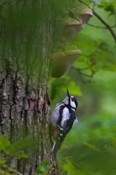 Strakapoud velký ( Dendrocopus major )