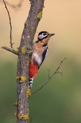 Strakapoud velký ( Dendrocopus major )