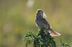 Strnad luční  ( Emberiza calandra )