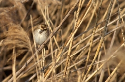 Strnad rákosní ( Emberiza schoeniclus )