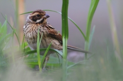 Strtnad rákosní ( Emberiza schoeniclus )