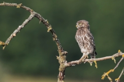Sýček obecný  ( Athene noctua )