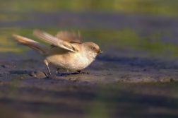 Sýkořice vousatá ( Panurus biarmicus )