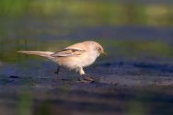 Sýkořice vousatá ( Panurus biarmicus )