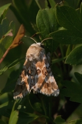 Travařka okrová  ( Eremobia ochroleuca )