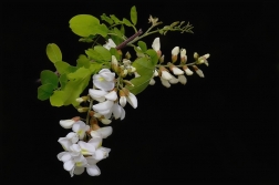 Trnovník akát  ( Robinia pseudoacacia )