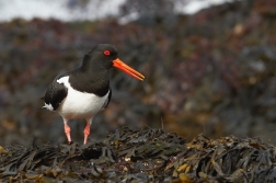 Ústřičník velký  ( Haematopus...