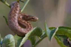 Užovka hladká  ( Coronella austriaca )