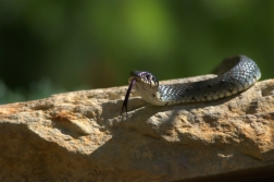 Užovka obojková ( Natrix natrix )