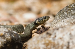 Užovka obojková ( Natrix natrix )