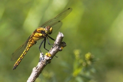 Vážka černořitná  ( Orthetrum...