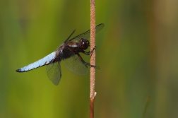 Vážka ploská  ( Libellula depressa )