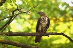Včelojed lesní  ( Pernis apivorus )