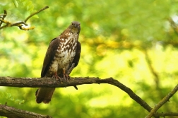 Včelojed lesní  ( Pernis apivorus )