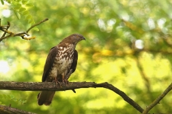 Včelojed lesní  ( Pernis apivorus )