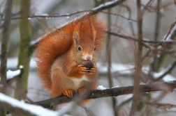 Veverka obecná  ( Sciurus vulgaris )