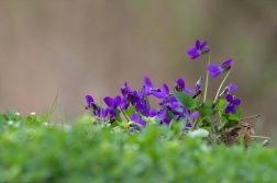 Violka vonná ( Viola odorata L. )