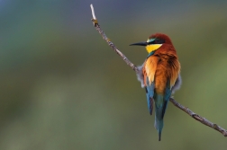 Vlha pestrá  ( Merops apiaster )