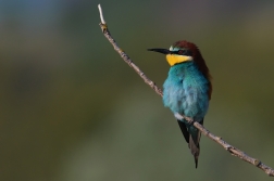 Vlha pestrá  ( Merops apiaster )