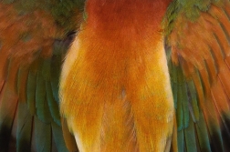 Vlha pestrá  ( Merops apiaster )