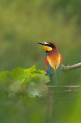 Vlha pestrá  ( Merops apiastr )