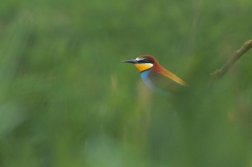 Vlha pestrá  ( Merops apiastr )