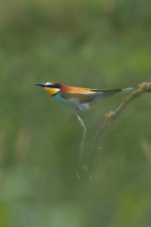 Vlha pestrá  ( Merops apiastr )