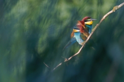 Vlha pestrá  ( Merops apiastr )