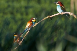 Vlha pestrá  ( Merops apiastr )