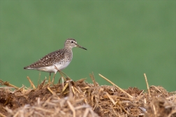 Vodouš bahenní ( Tringa glareola )