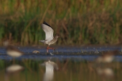 Vodouš rudonohý  ( Tringa totanus )