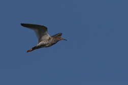 Vodouš rudonohý  ( Tringa totanus )