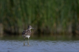 Vodouš šedý  ( Tringa nebularia )