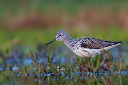 Vodouš šedý  ( Tringa nebularia )