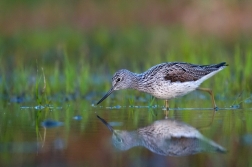 Vodouš šedý  ( Tringa nebularia )