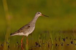 Vodouš tmavý  ( Trynga  erythropus )