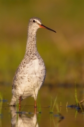 Vodouš tmavý  ( Trynga  erythropus )