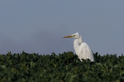 Volavka bílá  ( Egretta alba )