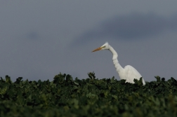 Volavka bílá  ( Egretta alba )